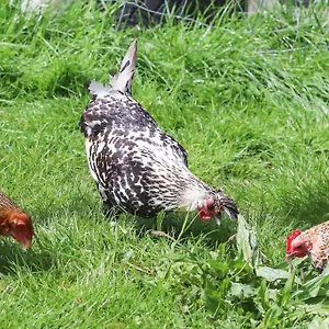 A La Ferme Hébergement de vacances Questembert